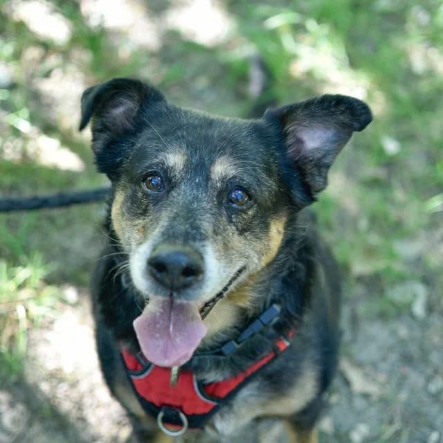 Mylie, female senior mixed breed for adoption at SPA de Loire Atlantique, Nantes