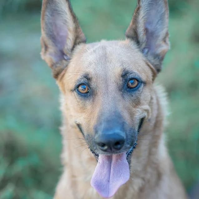 Roxanne, female puppy mixed breed for adoption at SPA de Loire Atlantique, Nantes