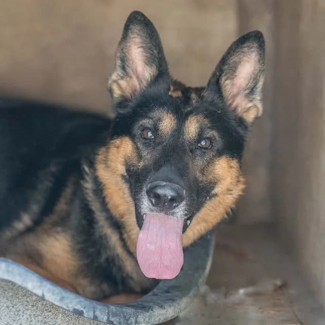 Seth, male puppy Mixed Breed for adoption at SPA de Loire Atlantique, Nantes