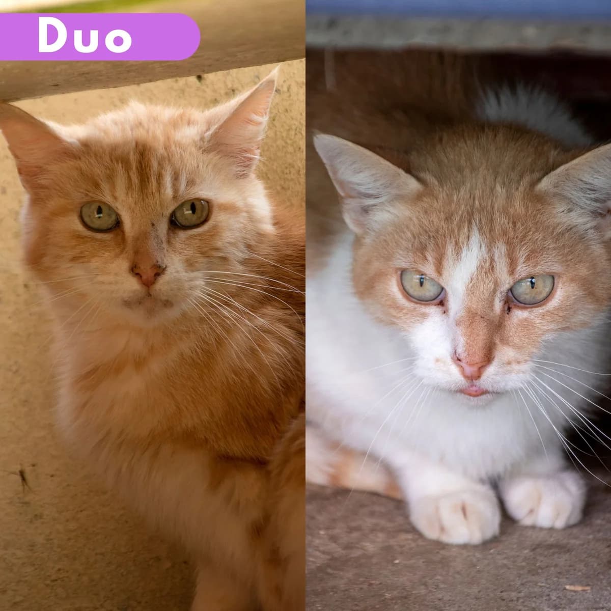 Aqueduc et Viaduc, male Mixed Breed for adoption at SPA de Loire Atlantique, Nantes