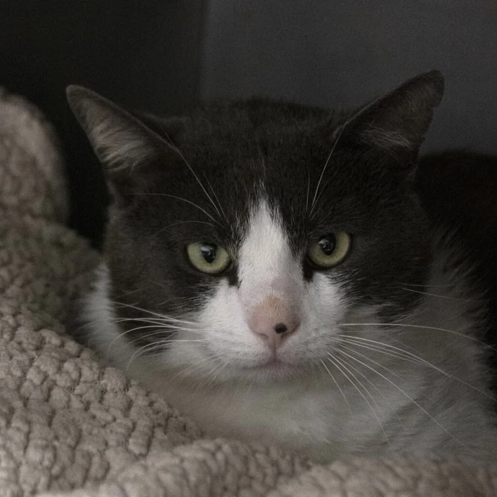 Catamaran, male Mixed Breed for adoption at SPA de Loire Atlantique, Nantes
