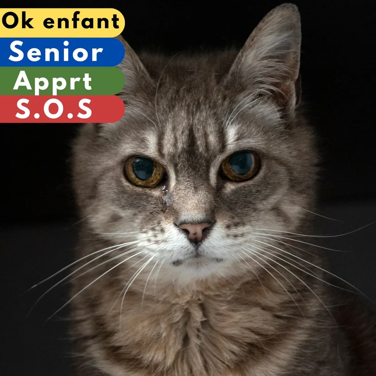 Luciole, male Mixed Breed for adoption at SPA de Loire Atlantique, Nantes