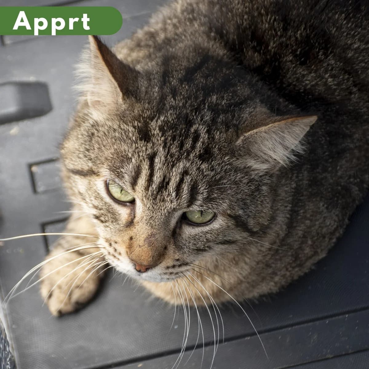 Mario, male Mixed Breed for adoption at SPA de Loire Atlantique, Nantes