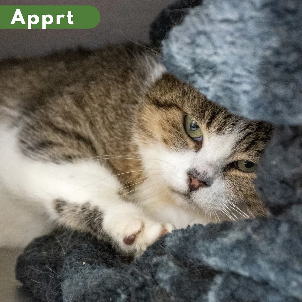 Proxy, male Mixed Breed for adoption at SPA de Loire Atlantique, Nantes