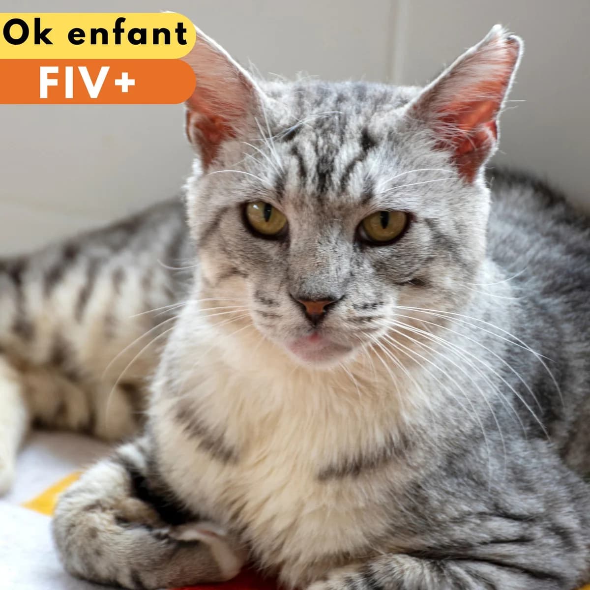 Wun-Wun, male Mixed Breed for adoption at SPA de Loire Atlantique, Nantes