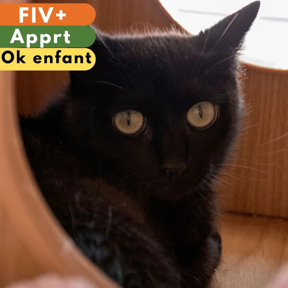 Alabama, male Mixed Breed for adoption at SPA de Loire Atlantique, Nantes