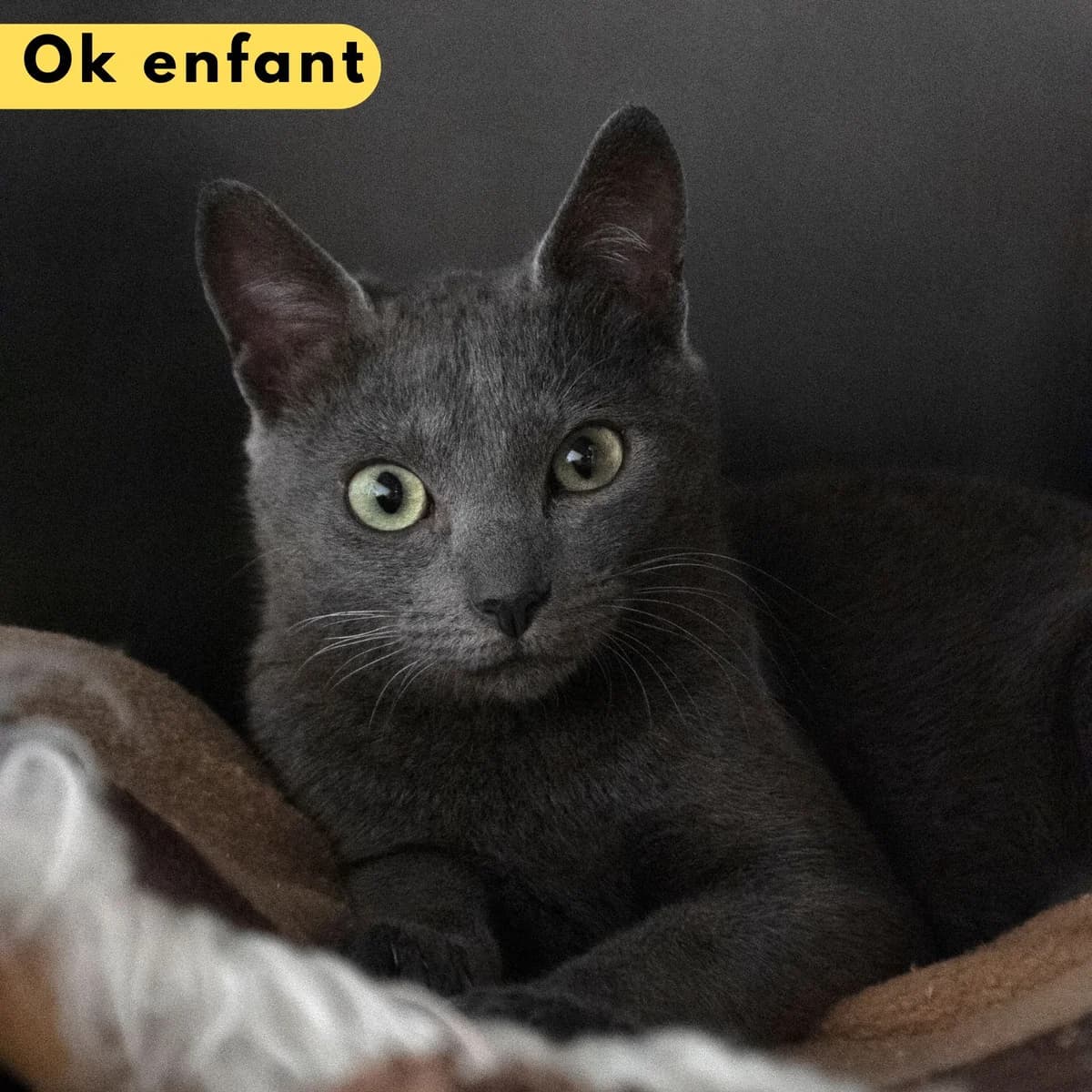 Billie jean, Mixed Breed (SPA de Loire Atlantique)