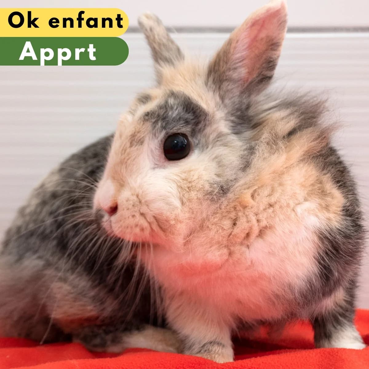 Boheme, male Mixed Breed for adoption at SPA de Loire Atlantique, Nantes