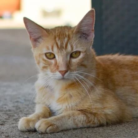 Docki, male Mixed Breed for adoption at SPA de Loire Atlantique, Nantes