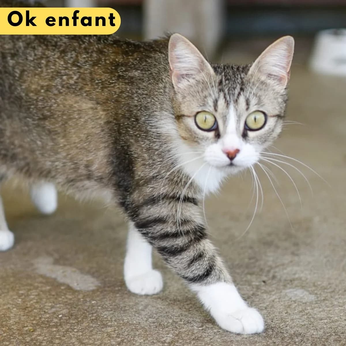 Elisabeth, male Mixed Breed for adoption at SPA de Loire Atlantique, Nantes