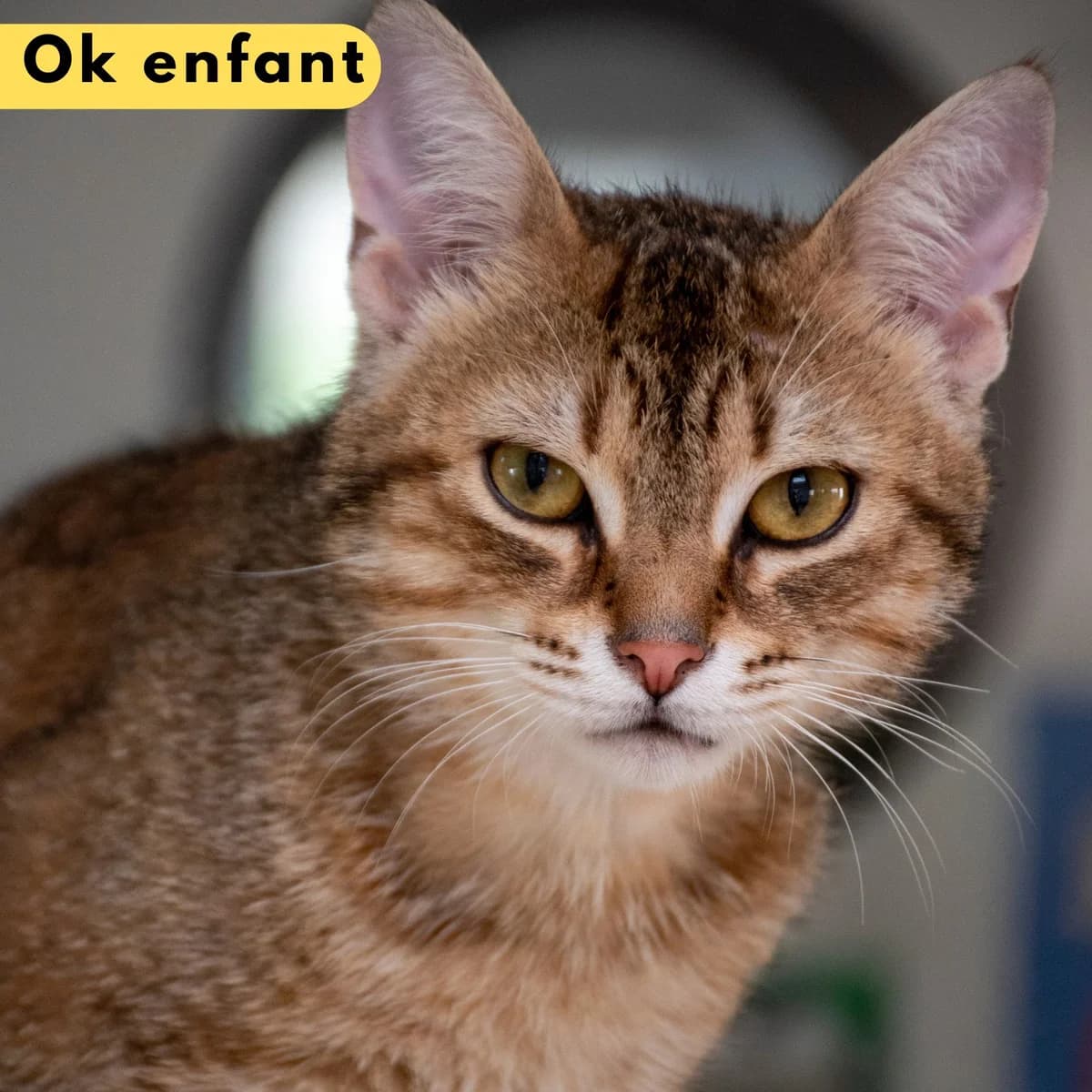 Goyat, male Mixed Breed for adoption at SPA de Loire Atlantique, Nantes
