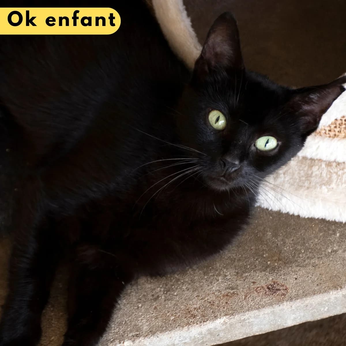 Nahoni, male Mixed Breed for adoption at SPA de Loire Atlantique, Nantes
