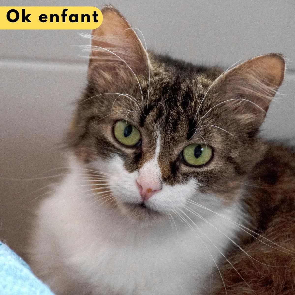 Solive, male Mixed Breed for adoption at SPA de Loire Atlantique, Nantes