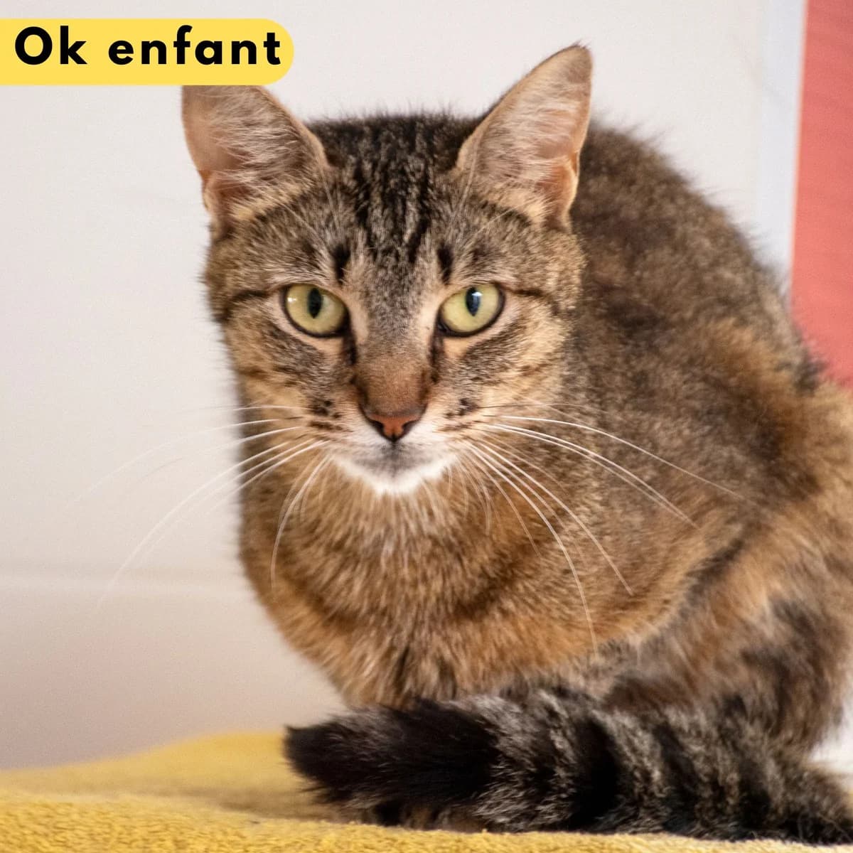 Kala, Mixed Breed (SPA de Loire Atlantique)
