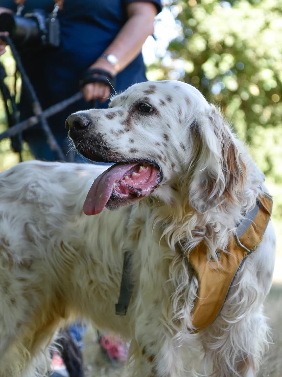 Moki, Mixed Breed (SPA de Loire Atlantique)