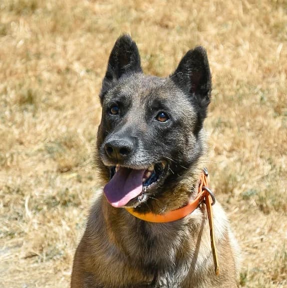 Thay, male puppy Mixed Breed for adoption at SPA de Loire Atlantique, Nantes