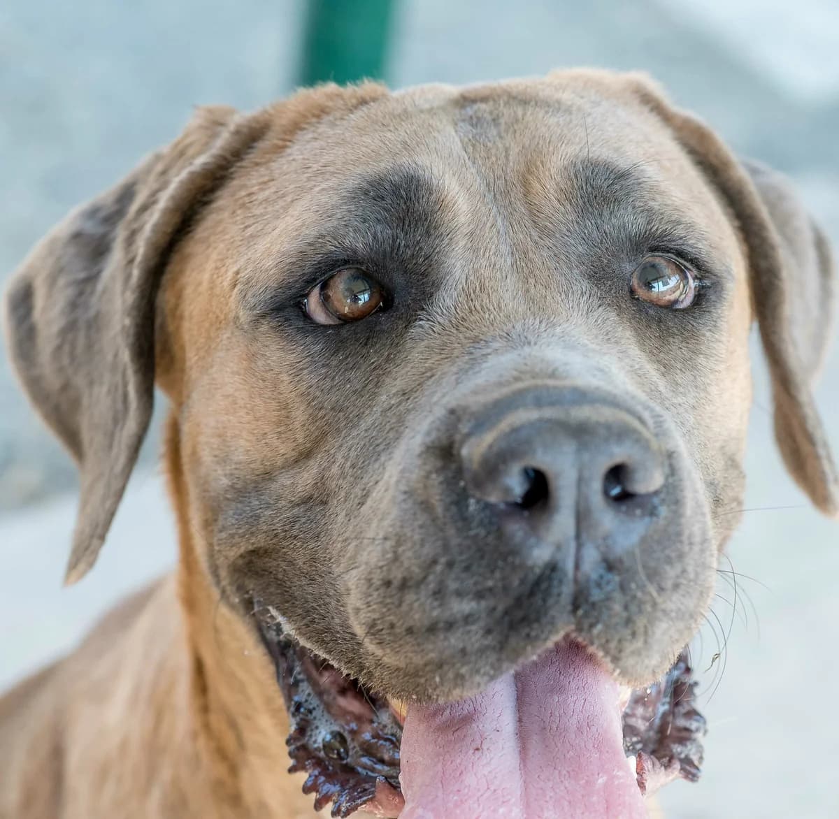 Chianti, female 3yo mixed breed for adoption at SPA de Loire Atlantique, Nantes