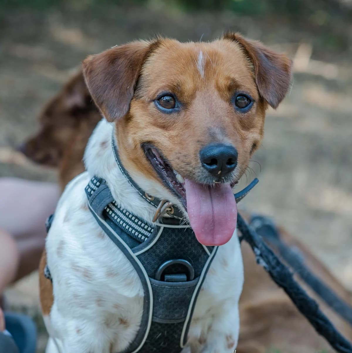 Grogu,  puppy mixed breed for adoption at SPA de Loire Atlantique, Nantes