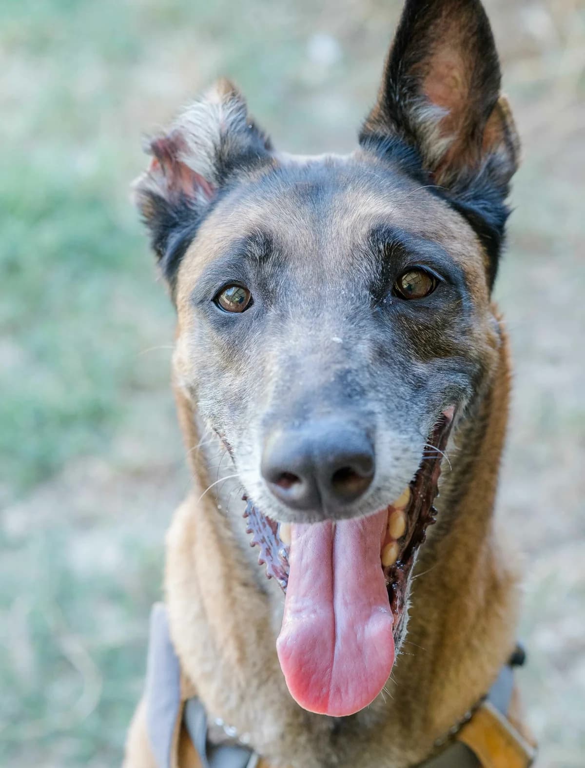 Maya, female puppy Mixed Breed for adoption at SPA de Loire Atlantique, Nantes