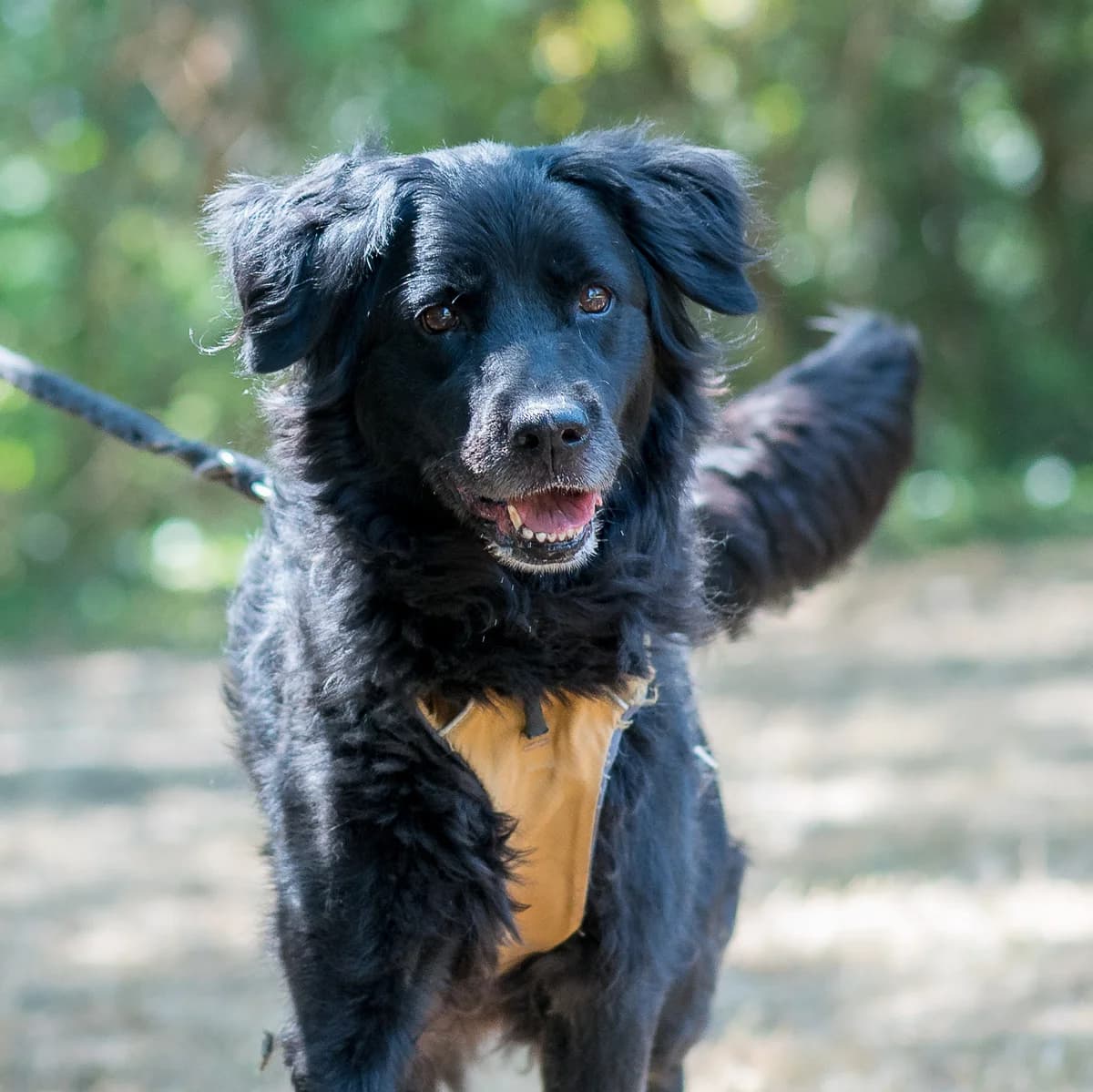 Meesty,  (SPA de Loire Atlantique)