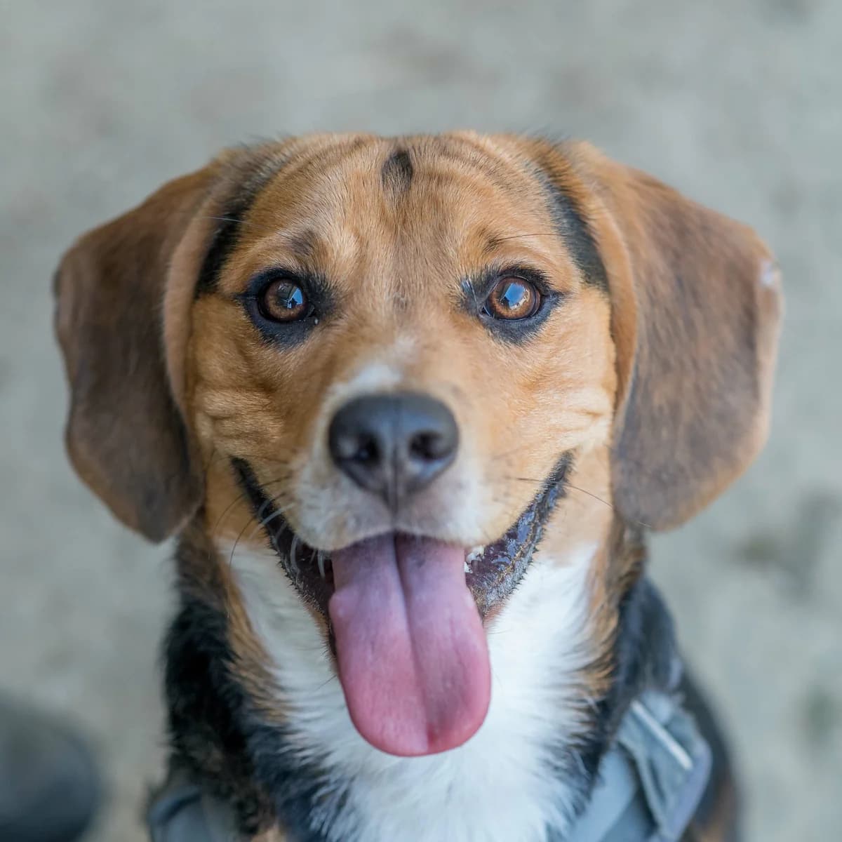 Pavarotti, male 4yo Mixed Breed for adoption at SPA de Loire Atlantique, Nantes