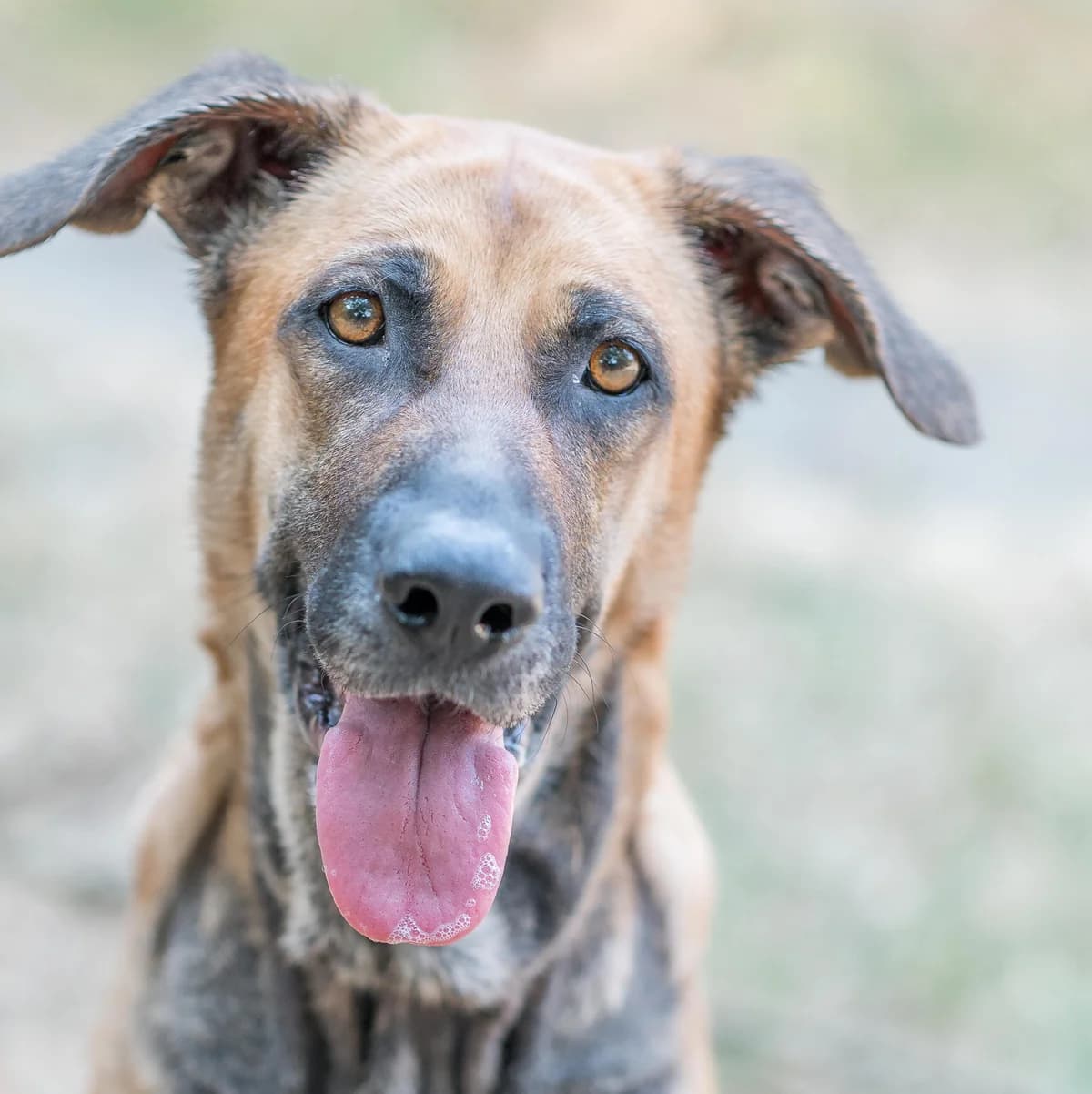 Amy, female 4yo mixed breed for adoption at SPA de Loire Atlantique, Nantes