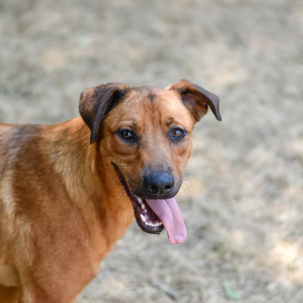 Brésil,  young mixed breed for adoption at SPA de Loire Atlantique, Nantes