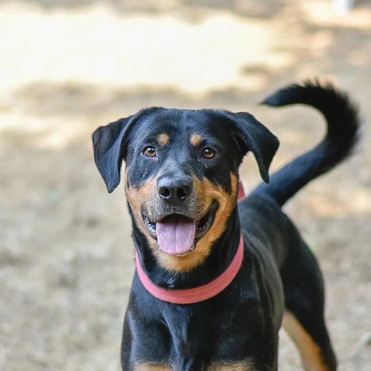 Cassius, female 5yo mixed breed for adoption at SPA de Loire Atlantique, Nantes