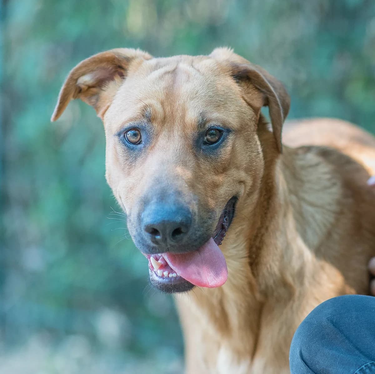 Colombie, female young mixed breed for adoption at SPA de Loire Atlantique, Nantes