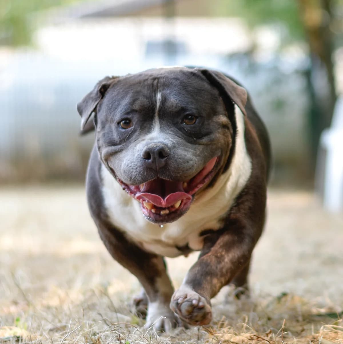 Dina, female 7yo Mixed Breed for adoption at SPA de Loire Atlantique, Nantes