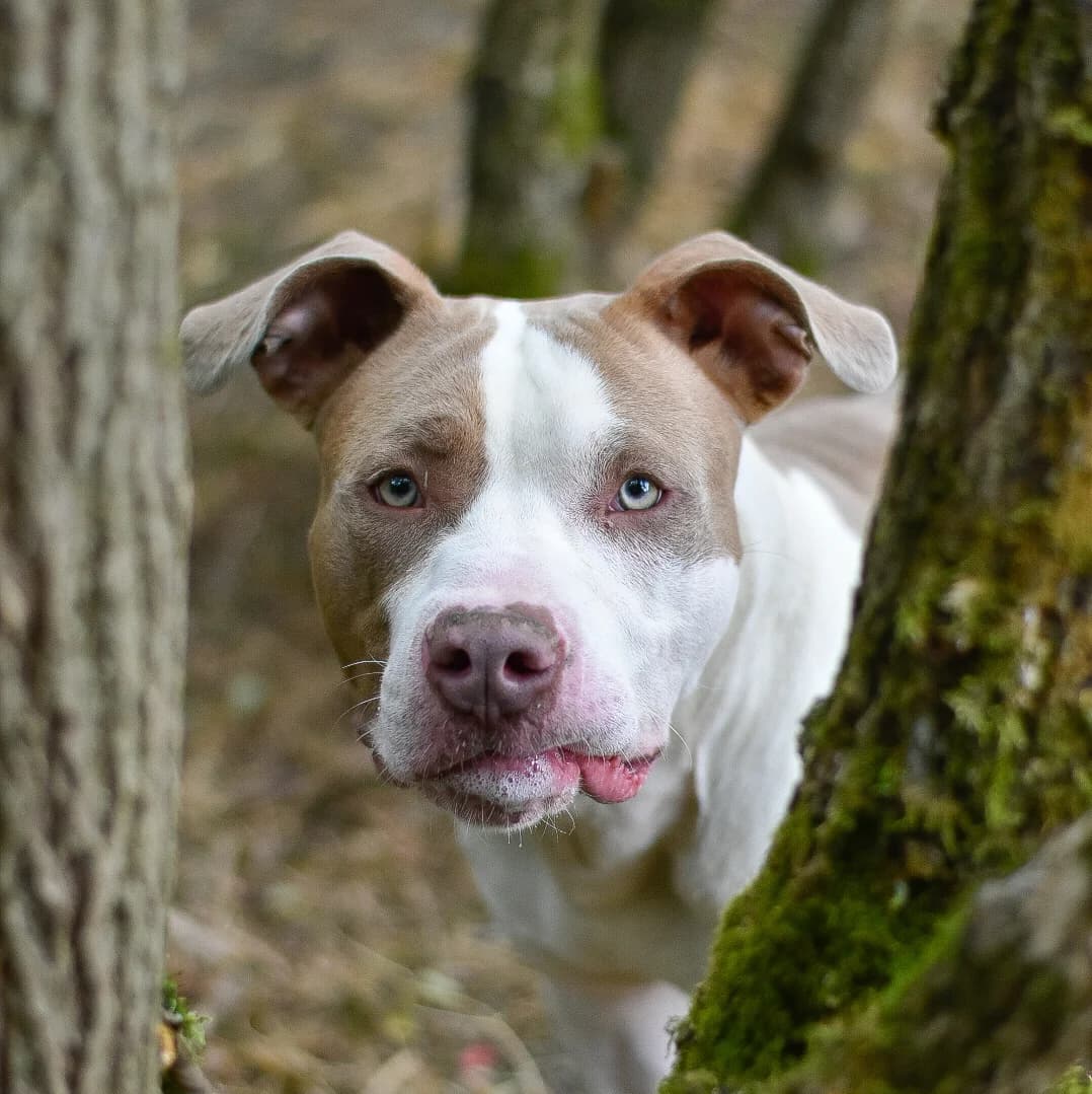 Gaius, male young Mixed Breed for adoption at SPA de Loire Atlantique, Nantes