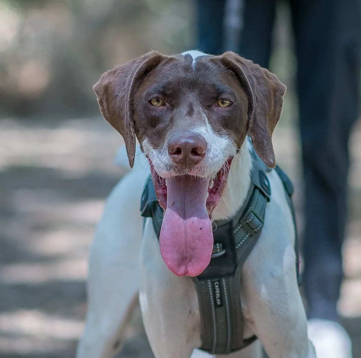 Magnolia, female young mixed breed for adoption at SPA de Loire Atlantique, Nantes