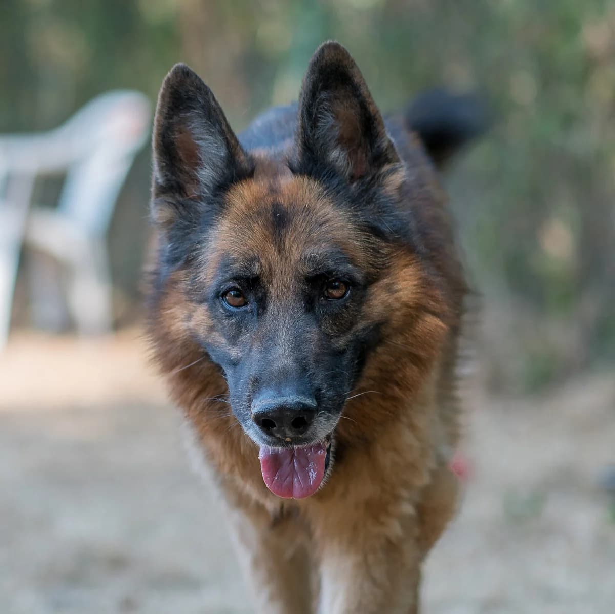 Malcolm, male senior Mixed Breed for adoption at SPA de Loire Atlantique, Nantes