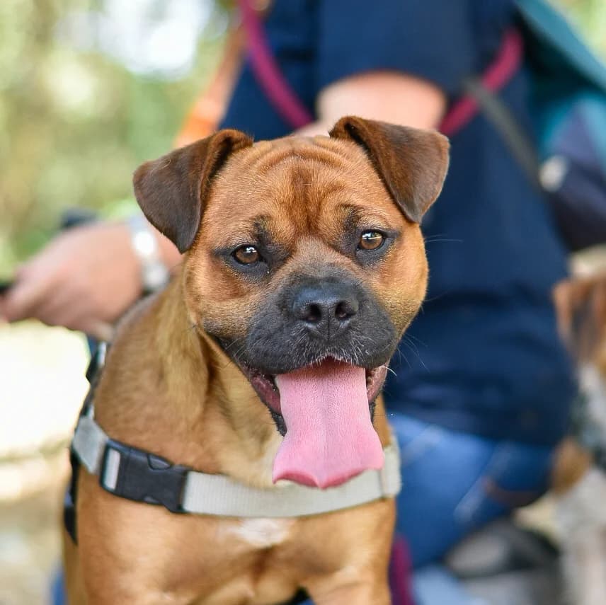 Mike, male young mixed breed for adoption at SPA de Loire Atlantique, Nantes