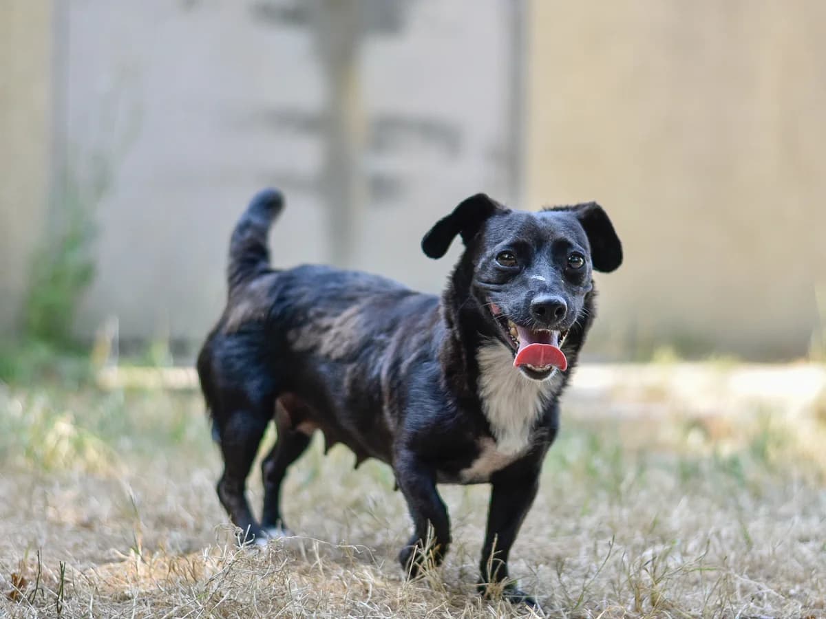 Monroe, female 4yo mixed breed for adoption at SPA de Loire Atlantique, Nantes