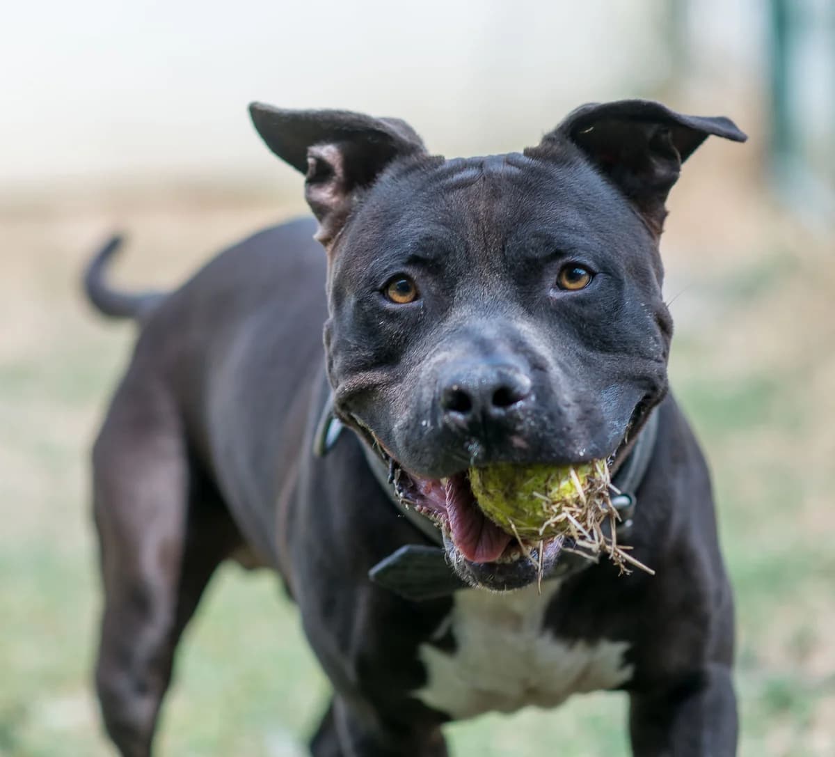 Onyx, male senior mixed breed for adoption at SPA de Loire Atlantique, Nantes