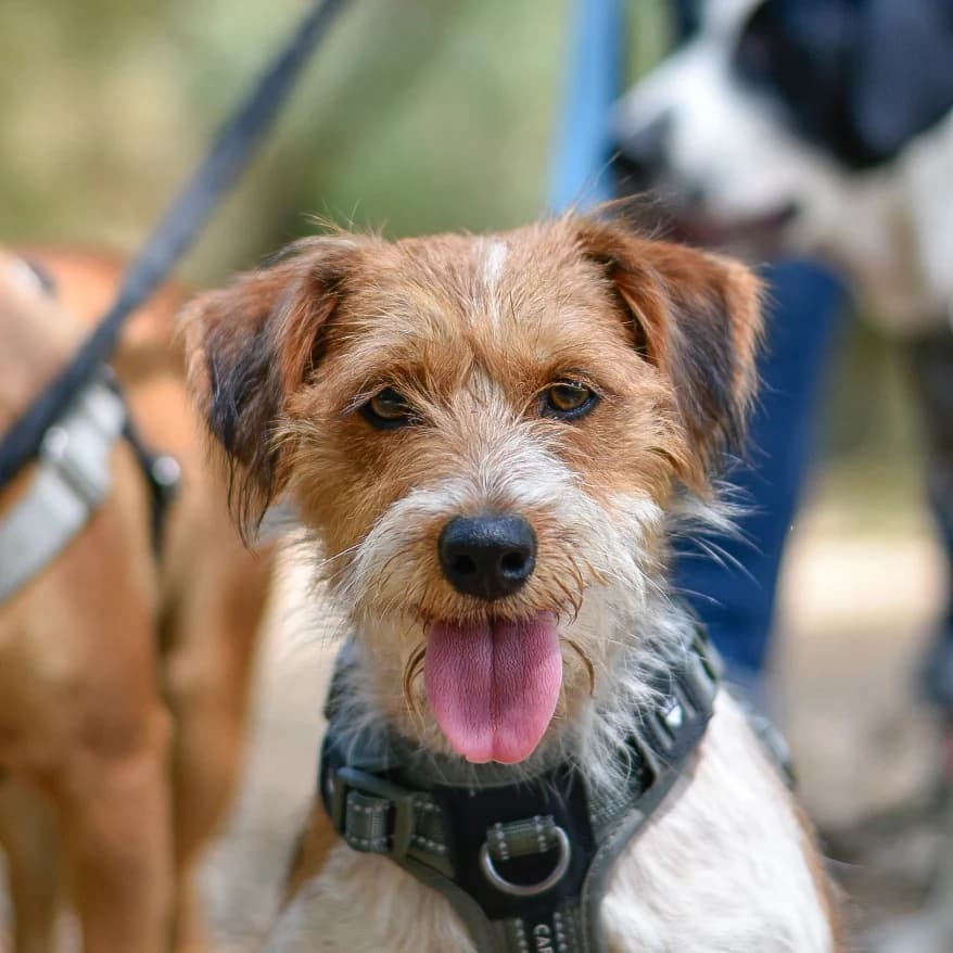 Oprah, female 3yo mixed breed for adoption at SPA de Loire Atlantique, Nantes