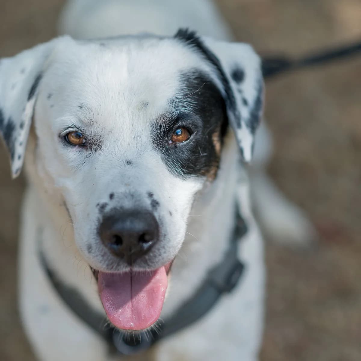 Papagai, male senior mixed breed for adoption at SPA de Loire Atlantique, Nantes