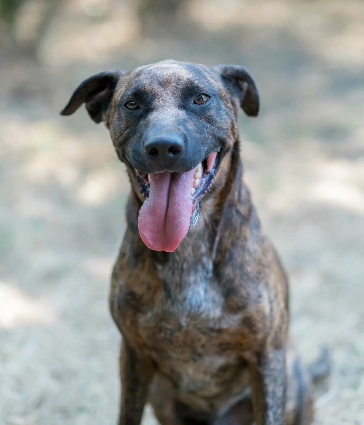 Skull, male 5yo mixed breed for adoption at SPA de Loire Atlantique, Nantes