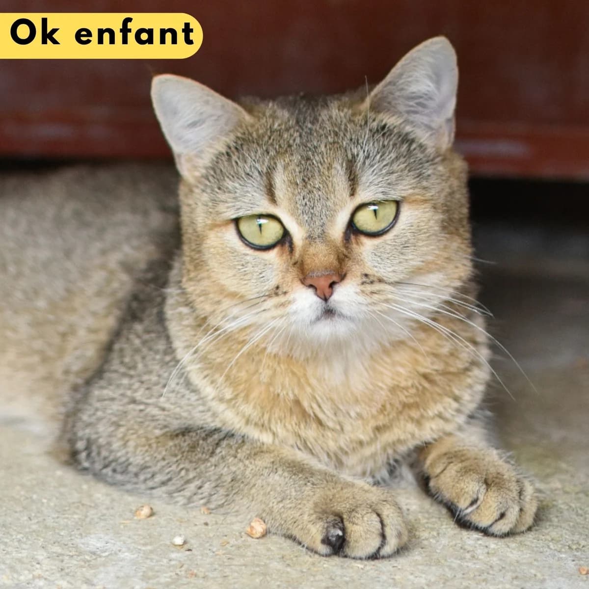 Nanaïmo, male Mixed Breed for adoption at SPA de Loire Atlantique, Nantes