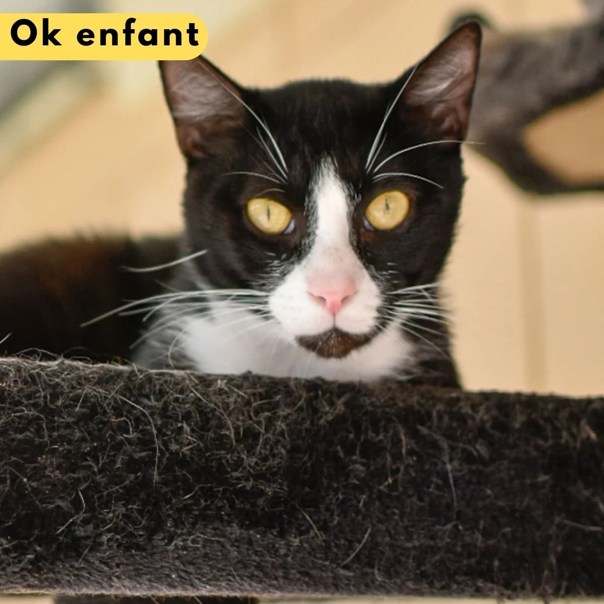New York, male Mixed Breed for adoption at SPA de Loire Atlantique, Nantes