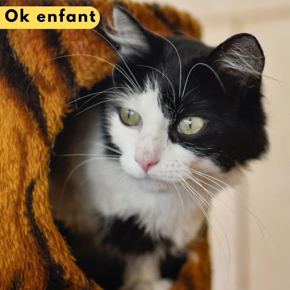Vancouver, male Mixed Breed for adoption at SPA de Loire Atlantique, Nantes