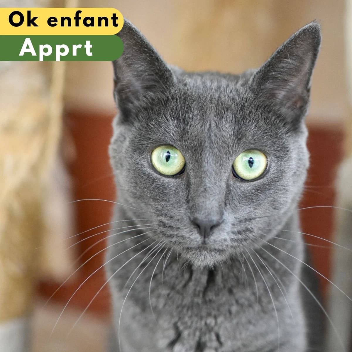 Riga, male Mixed Breed for adoption at SPA de Loire Atlantique, Nantes
