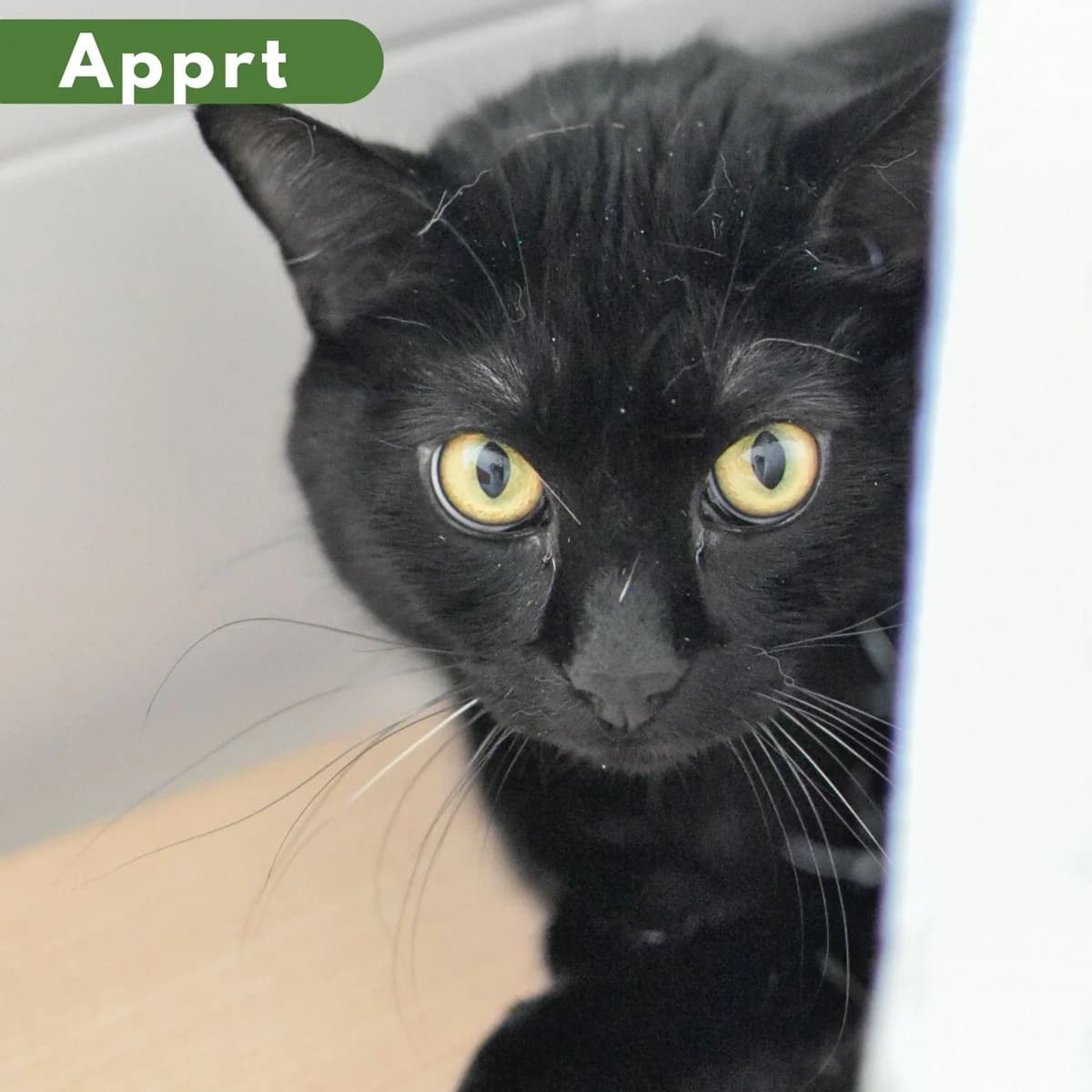 Chaton, male Mixed Breed for adoption at SPA de Loire Atlantique, Nantes