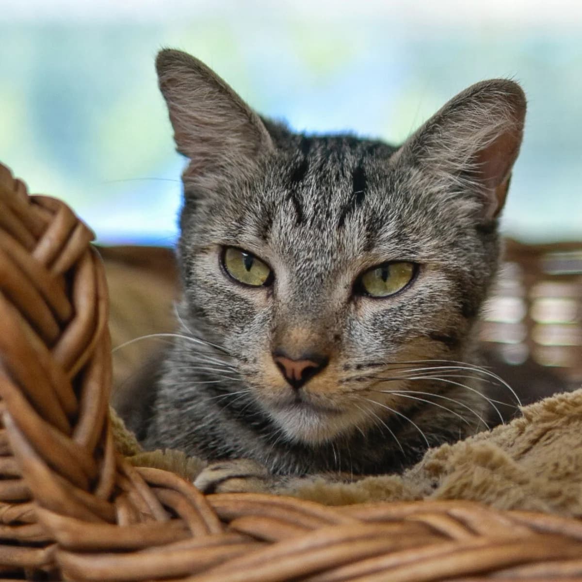 Pampers, male Mixed Breed for adoption at SPA de Loire Atlantique, Nantes