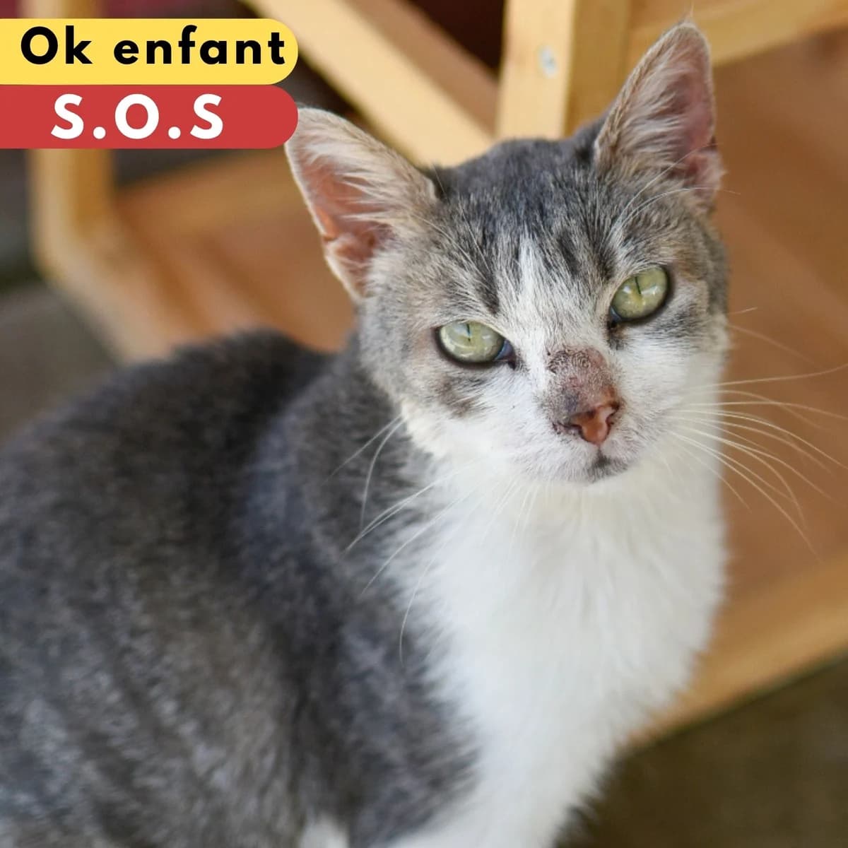 Question, male Mixed Breed for adoption at SPA de Loire Atlantique, Nantes