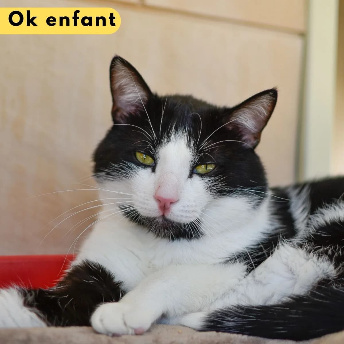 Pharaon, male Mixed Breed for adoption at SPA de Loire Atlantique, Nantes