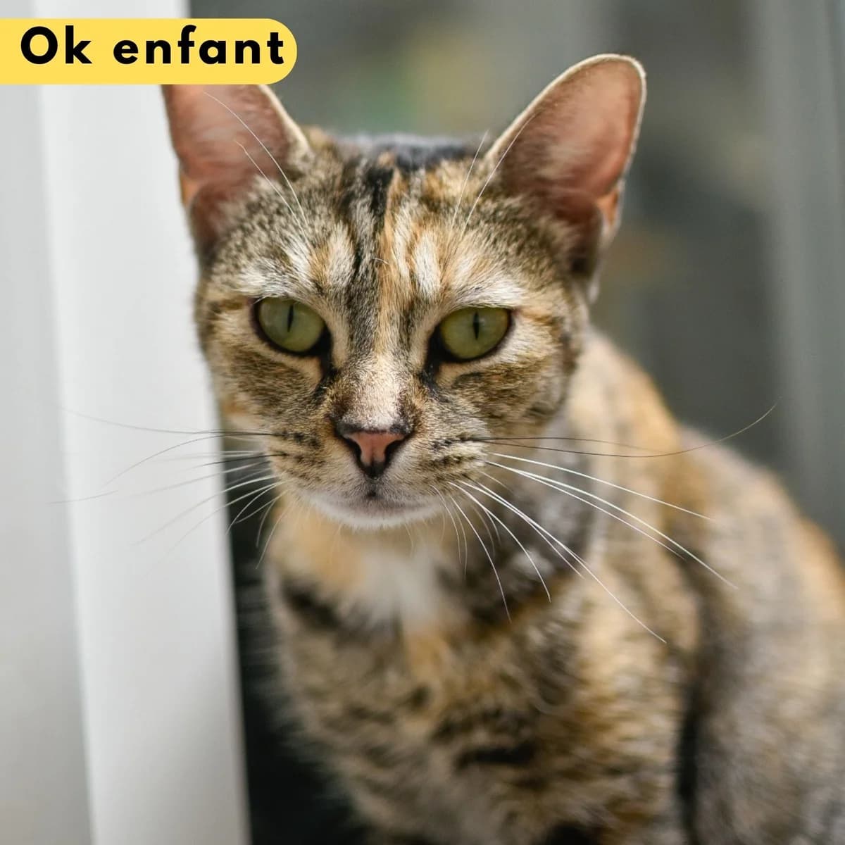 Jasmine, male Mixed Breed for adoption at SPA de Loire Atlantique, Nantes