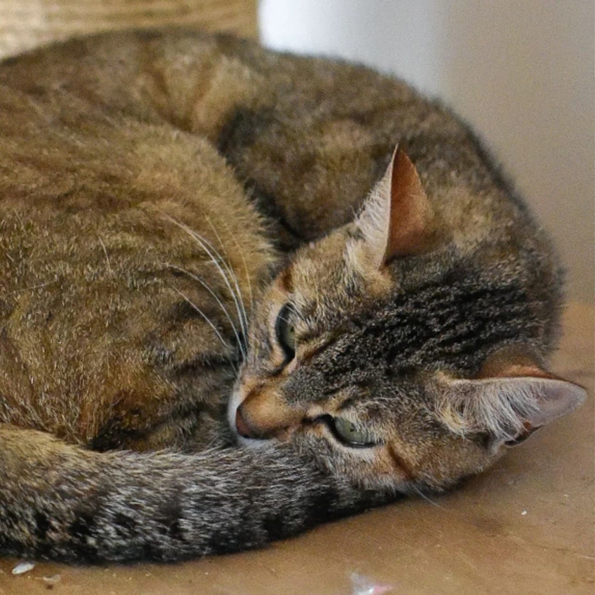 Genève, male Mixed Breed for adoption at SPA de Loire Atlantique, Nantes