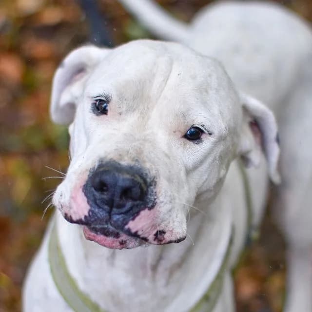 Saya, female 5yo Mixed Breed for adoption at SPA de Loire Atlantique, Nantes